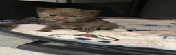 British Shorthair cats for sale: Charming British Shorthair Kittens - Advert 7