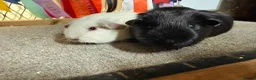 Guinea Pig rodents for sale: 2 x bonded baby boys  - Advert 2