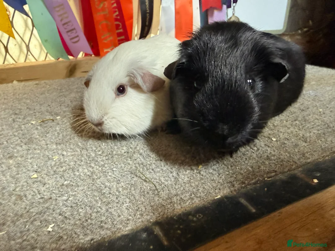 Guinea Pig rodents for sale: 2 x bonded baby boys  - Advert 2