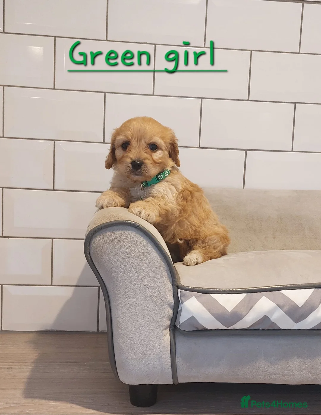 Cavachon dogs for sale: Beautiful Cavachon puppies 💕 - Advert 10