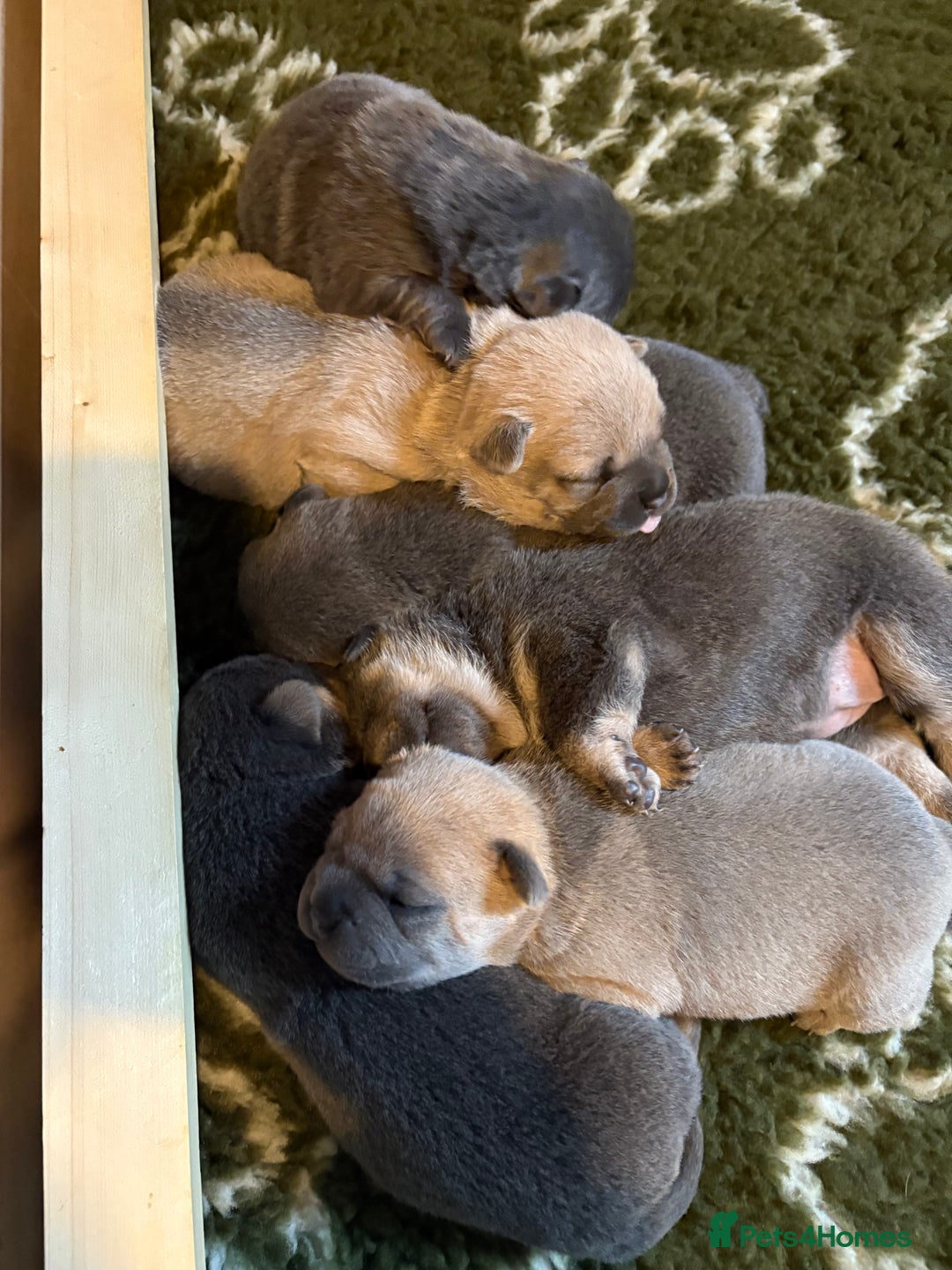 Mixed Breed dogs for sale: 🩷 STUNNING FRENCH CHOWS🩵 - Advert 1