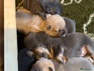 Mixed Breed dogs 🩷 STUNNING FRENCH CHOWS🩵 - Advert 15