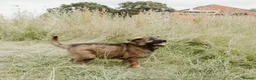 German Shepherd dogs for sale: Kc reg working line German shepherd pups in Barnsley - Advert 6