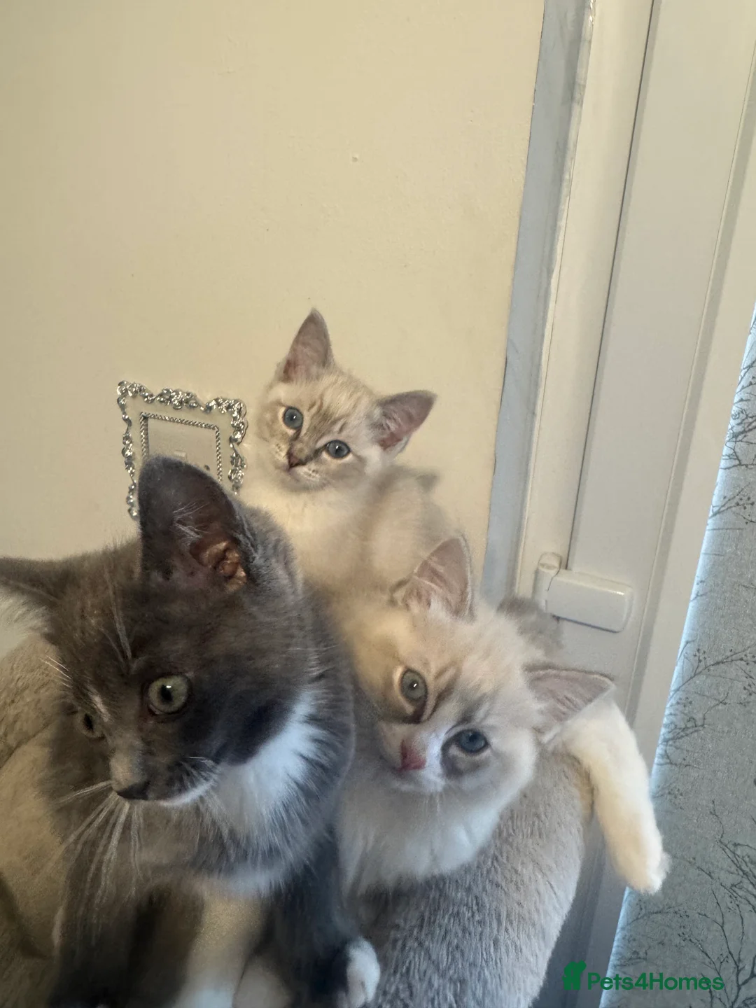Ragdoll cats for sale: Adorable Ragdoll Kittens - Advert 8