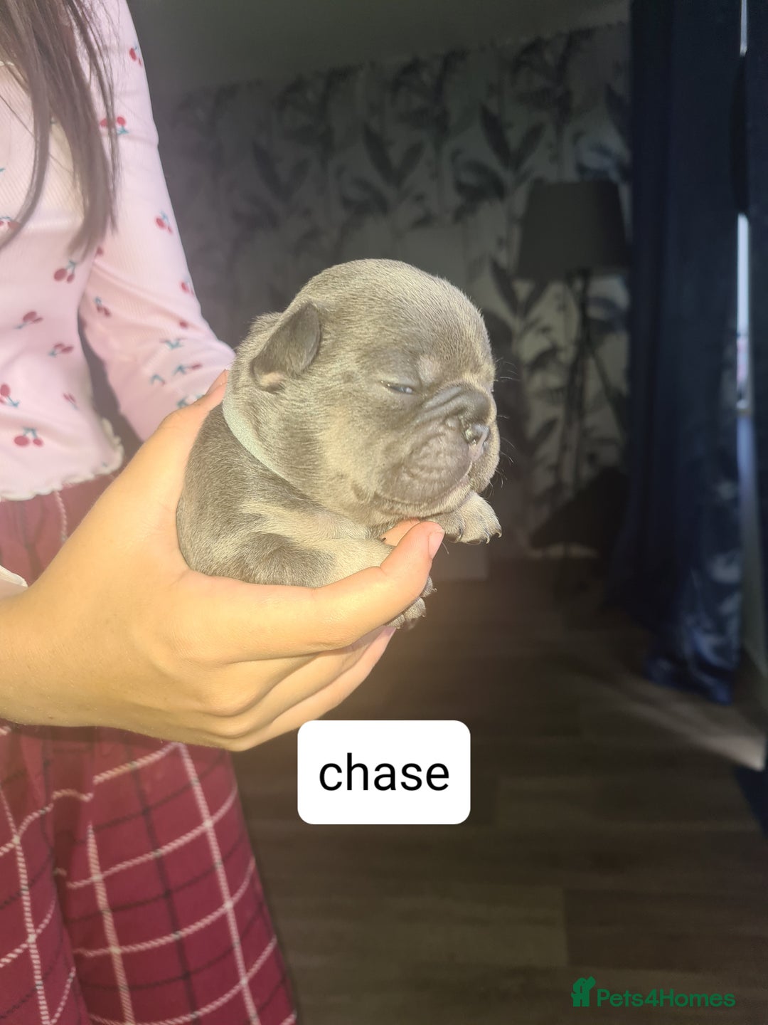 French Bulldog dogs for sale: Chunky frenchies - Image 6