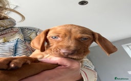 Hungarian Vizsla dogs for sale: Hungarian Vizsla puppies   - Image 24