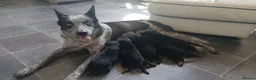 Mixed Breed dogs for sale: Lovely working collie/kelpie puppies in Buckingham - Advert 2