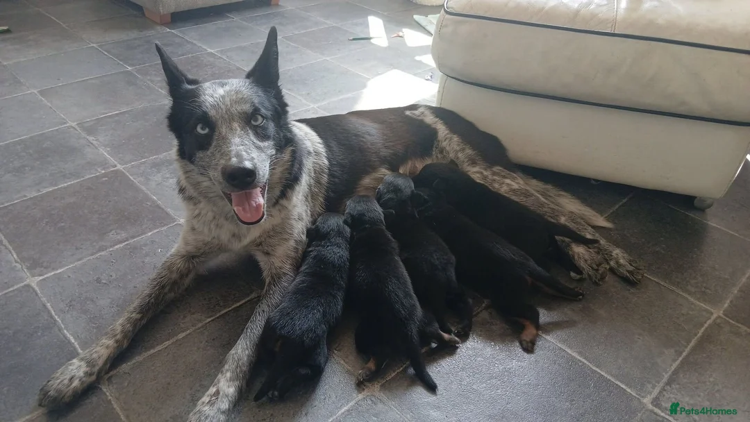 Mixed Breed dogs for sale: Lovely working collie/kelpie puppies in Buckingham - Advert 2