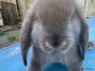 French Lop rabbits French Lop Bunnies in London - Advert 17