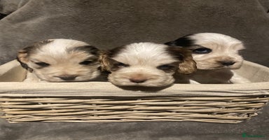 Cocker Spaniel dogs - Advert 2