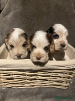 Cocker Spaniel dogs - Advert 2