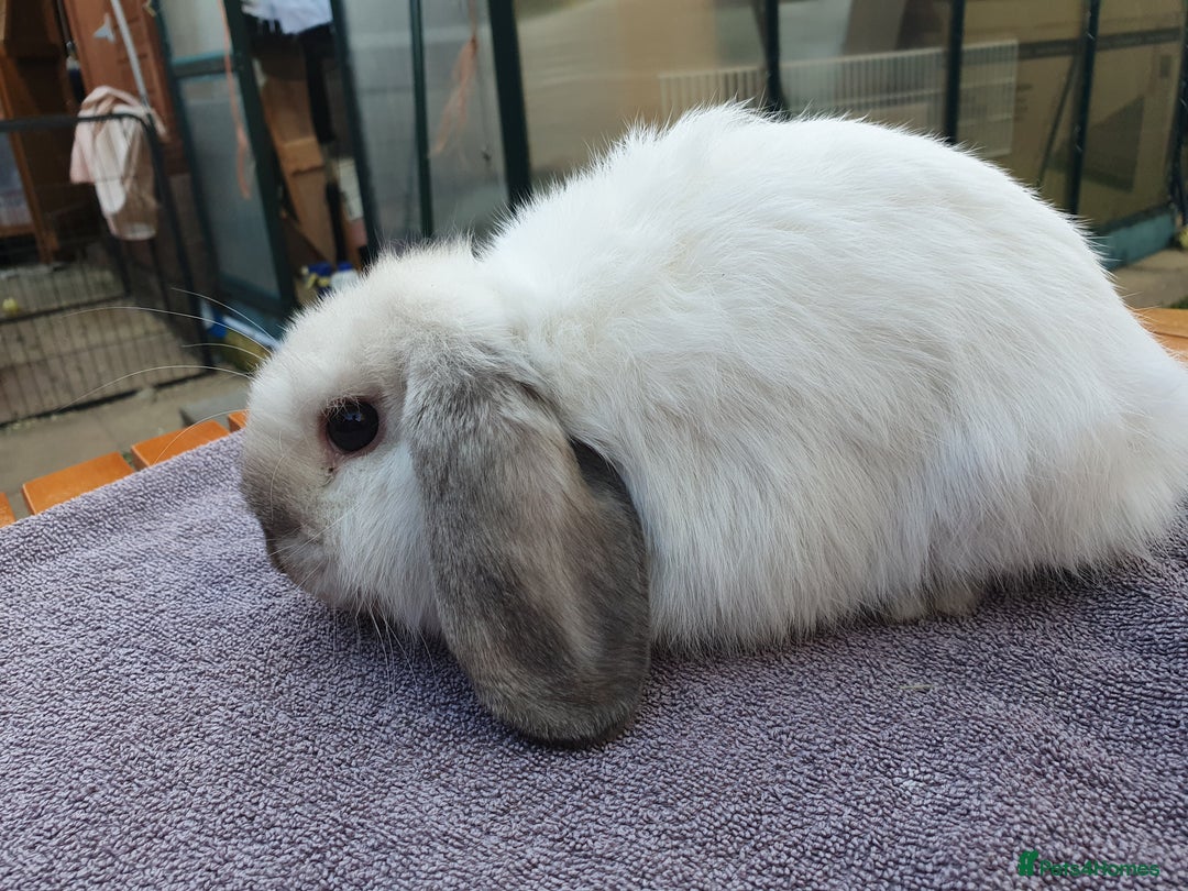 Mini Lop rabbits for sale: Friendly Baby rabbits  Vac RHD2 YURVAC - Image 7