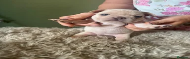 French Bulldog 1