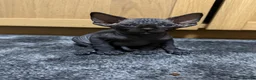 Sphynx cats for sale: WAITING LIST TICA SPHYNX KITTENS  - Advert 7