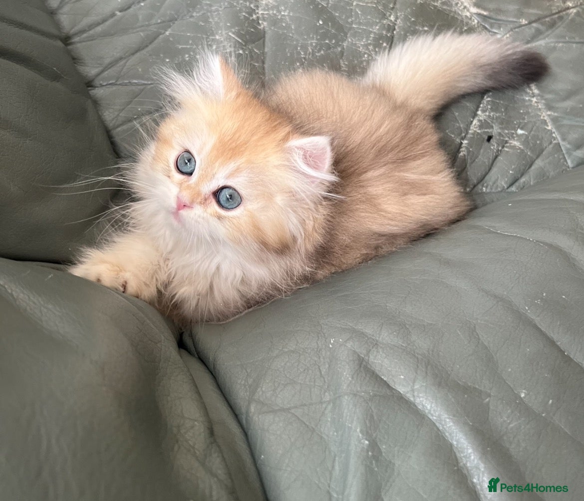 British Longhair cats 👑 GCCF Champion Line British Kittens 🐾 - Advert 7