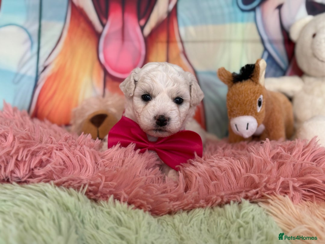 Bichon Frise dogs for sale: Kc registered show quality puppies - Image 12