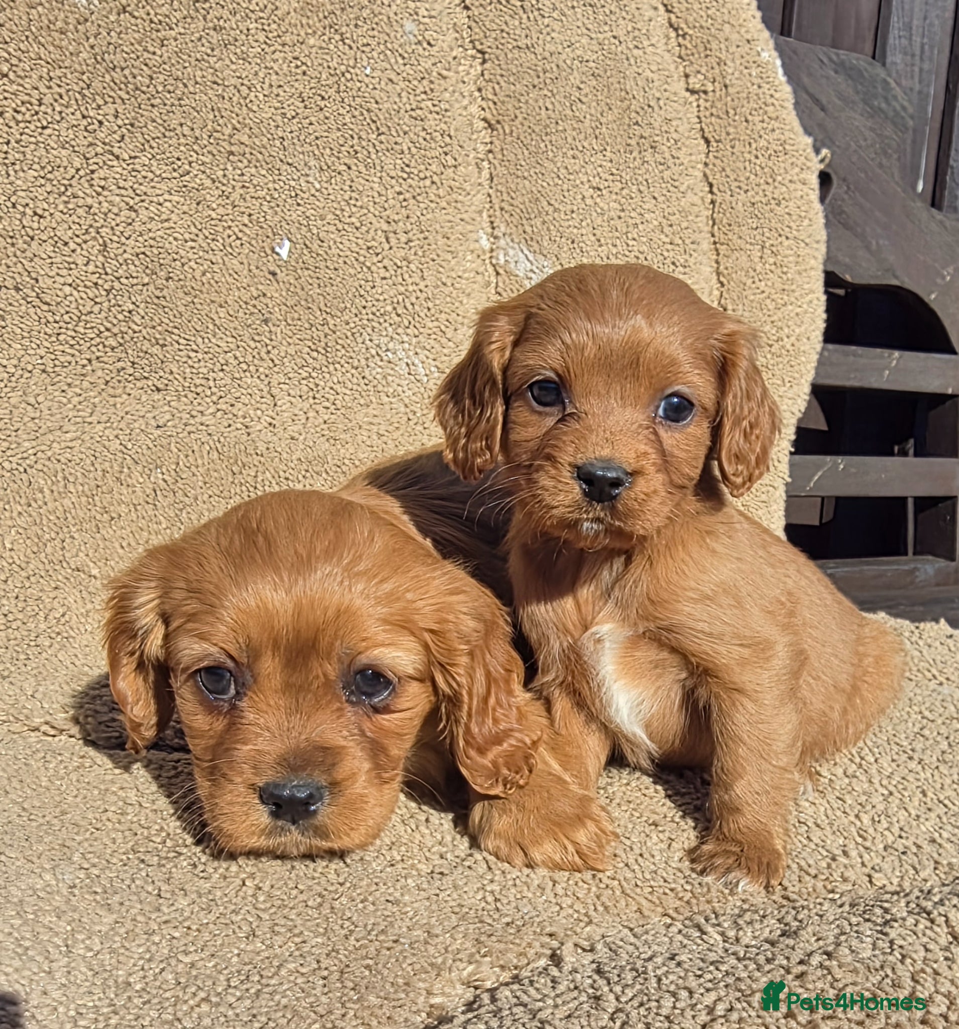 Cavapoo dogs Beautiful f1b cavapoo puppies  - Advert 2