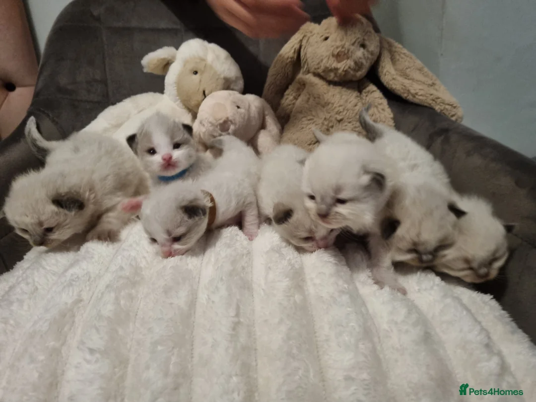 Ragdoll cats for sale: 🩵 Ragdoll Kittens 2 x Male AVAILABLE NOW🩵 - Advert 2