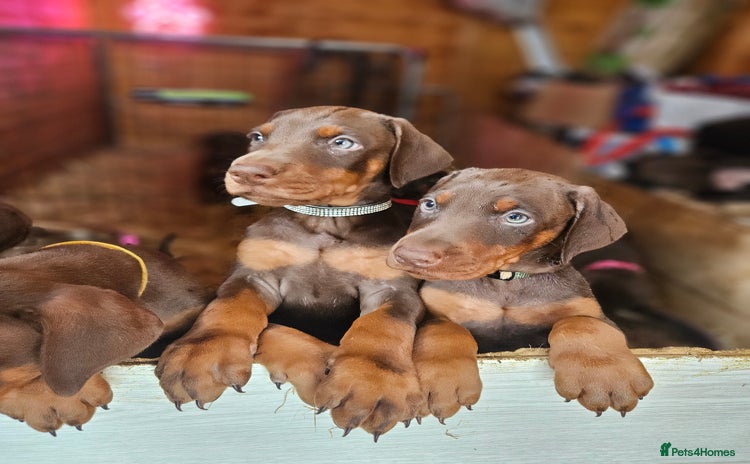Dobermann dogs - Advert 1