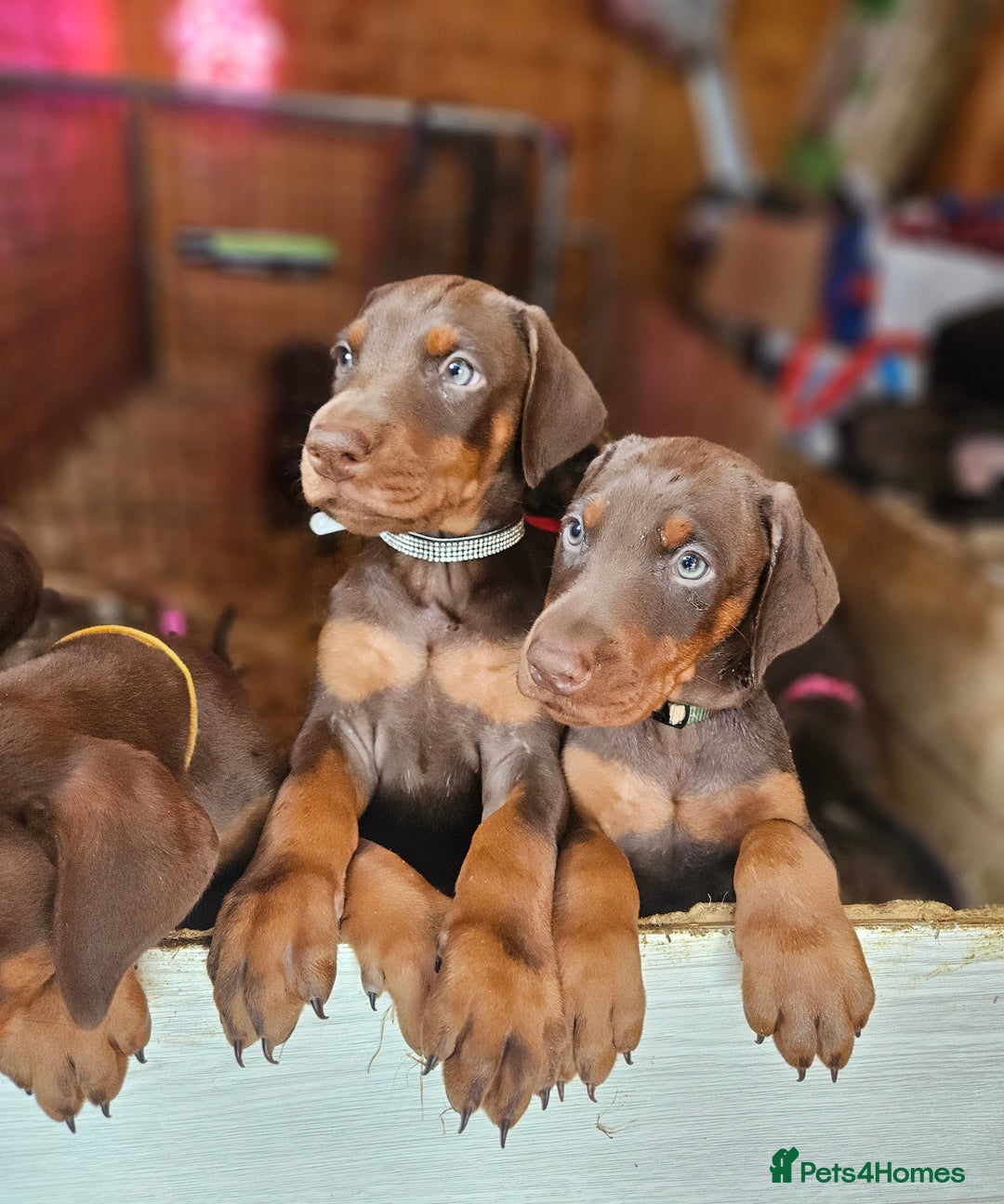 Dobermann dogs for sale: Elite Class World Champion Pedigree Pups KC'D - Image 8
