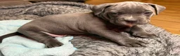 American Bull Staffy dogs for sale: American Bull Staff puppies looking for new homes! in Southampton - Advert 3