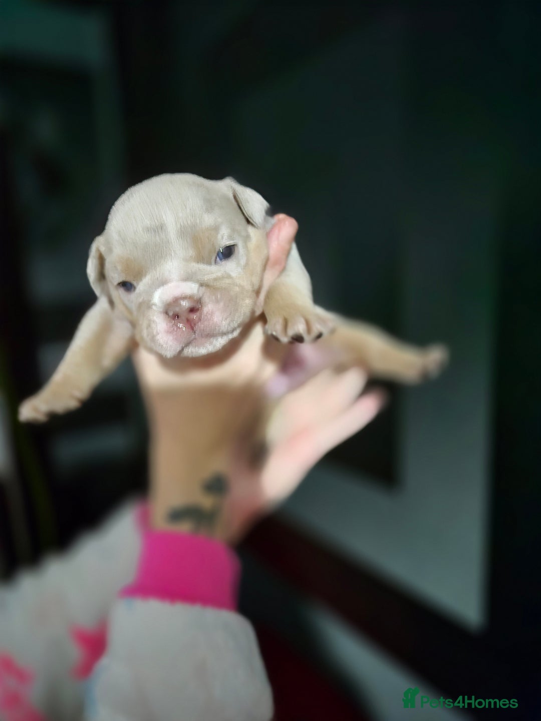 English Bulldog dogs for sale: Beautiful Litter Of New English Bulldog Puppies - Image 28
