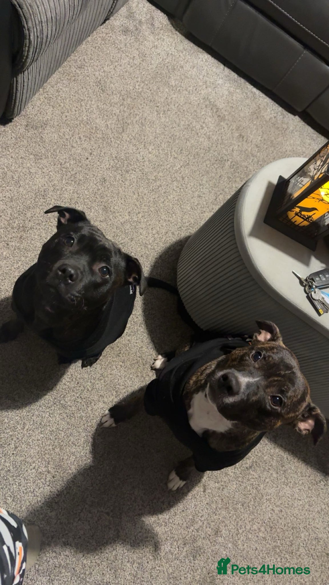 Staffordshire Bull Terrier dogs 4 black and brindle Staffordshire bull terriers - Advert 1