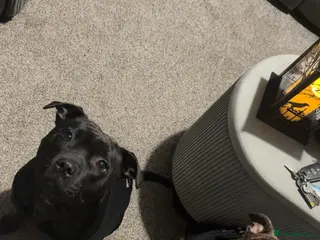 Staffordshire Bull Terrier dogs 4 black and brindle Staffordshire bull terriers - Advert 10