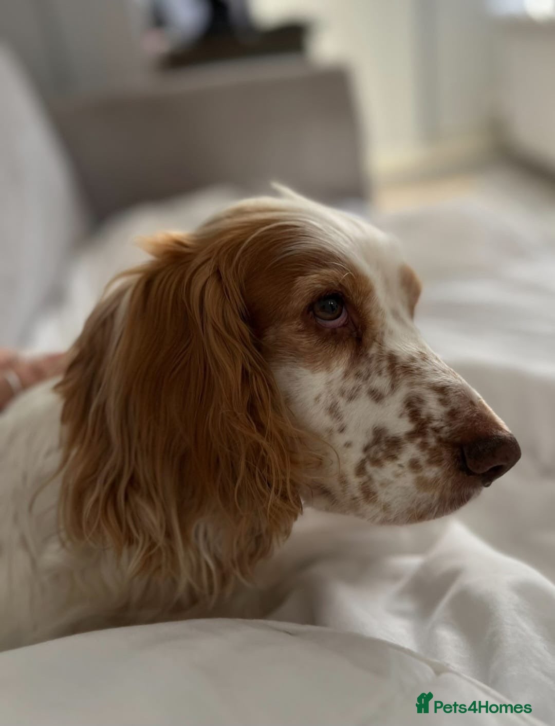 Sprocker dogs 3 beautiful dog in urgent need of a home - Advert 3
