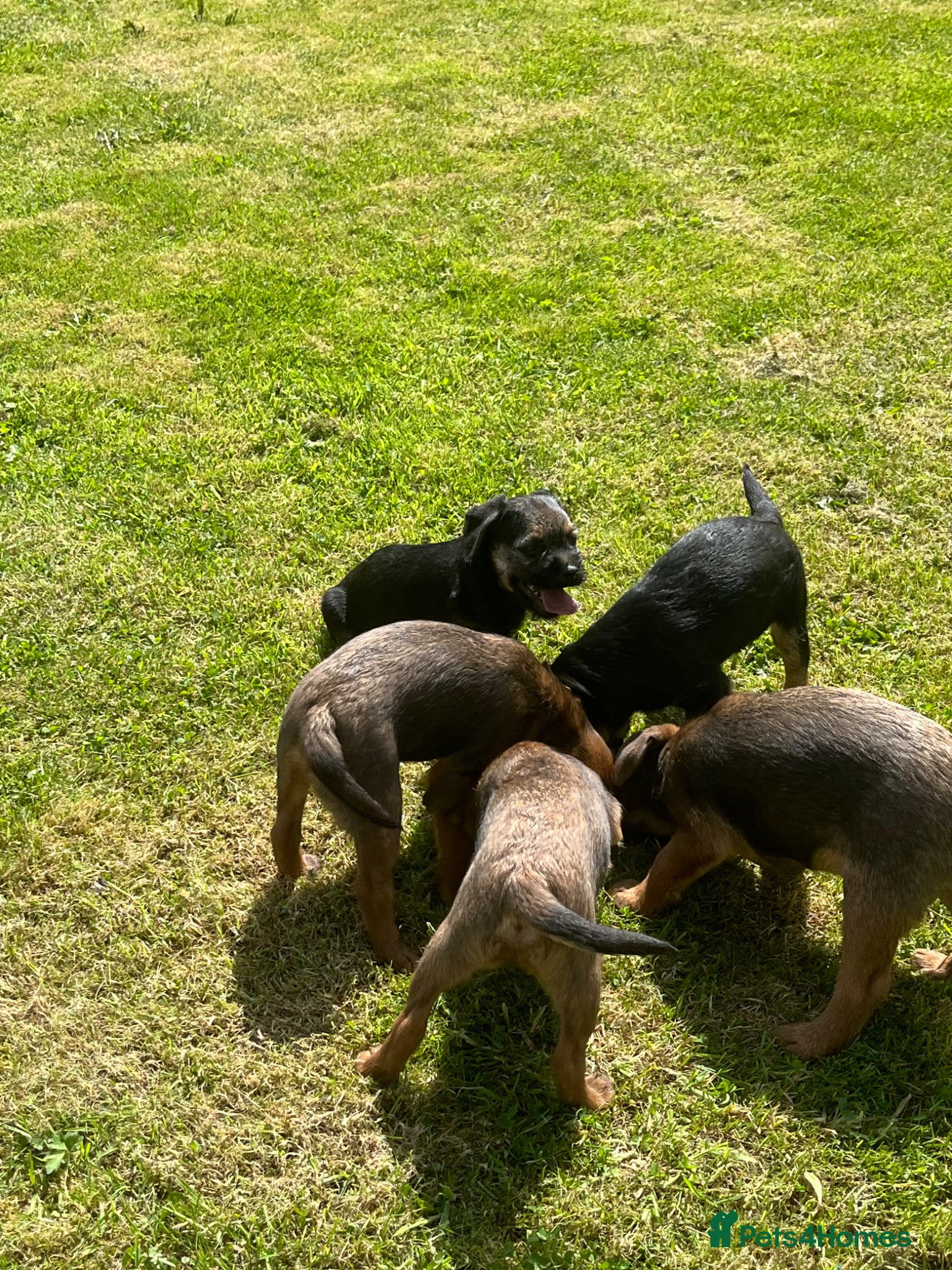 Border Terrier dogs Border Terriers Ready for a Loving Forever Home - Advert 2