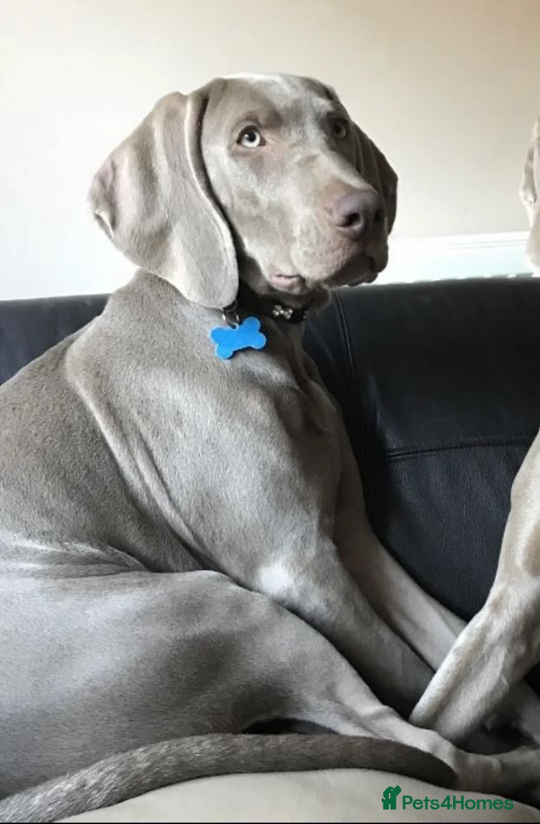 Weimaraner dogs for stud: Proven Weimaraner stud, 100% success rate in Tamworth - Advert 6