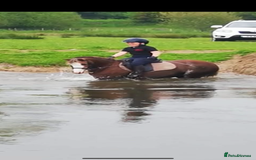 Welsh Section B horses for sale: 🎀Bunbury Zianna aka Annie 🎀 - Image 3