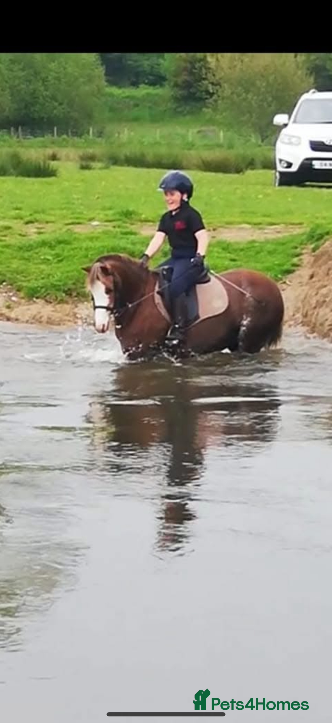 Welsh Section B horses for sale: 🎀Bunbury Zianna aka Annie 🎀 - Image 3