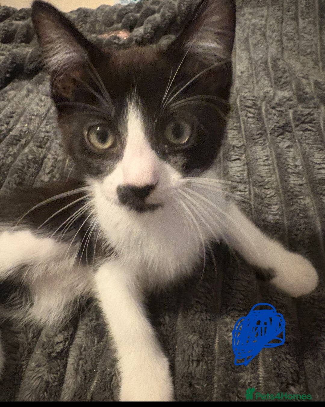 British Longhair cats for sale: Gorgeous long and shorted haired ready now 🩷💙 - Image 1