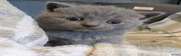 British Shorthair cats for sale: Beautiful Blue BSH GCCF registered kittens  - Advert 8