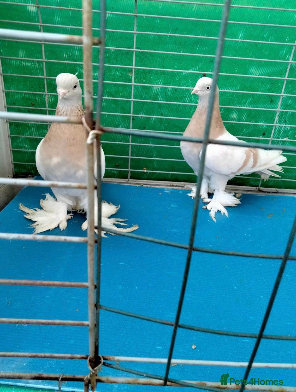 Pigeons birds Lahore pigeon pair  - Advert 8