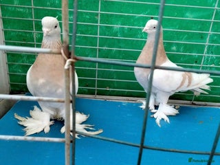 Pigeons birds Lahore pigeon pair - Advert 5