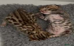 Bengal cats for sale: Exceptional show quality Brown TICA registered 🥰 - Image 14