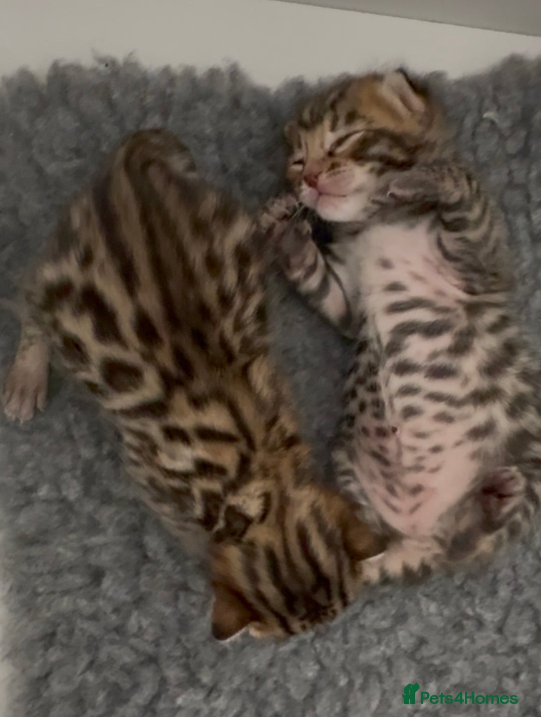 Bengal cats for sale: Exceptional show quality Brown TICA registered 🥰 - Image 14