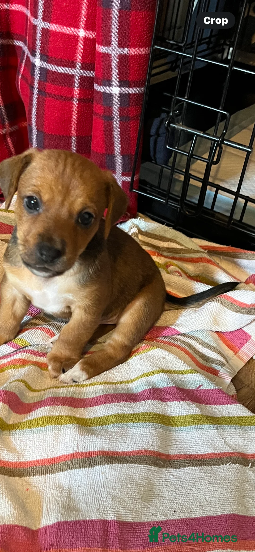 Jack Russell dogs for sale: For sale  - Advert 2
