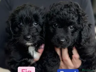 Aussiedoodle dogs Beautiful MINI AussieDoodle Male Pup 💙💙 - Advert 14