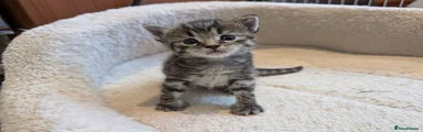 Striped Kitten