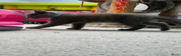 Russian Blue cats for sale: Beautiful Russian Blue Kittens - Advert 26