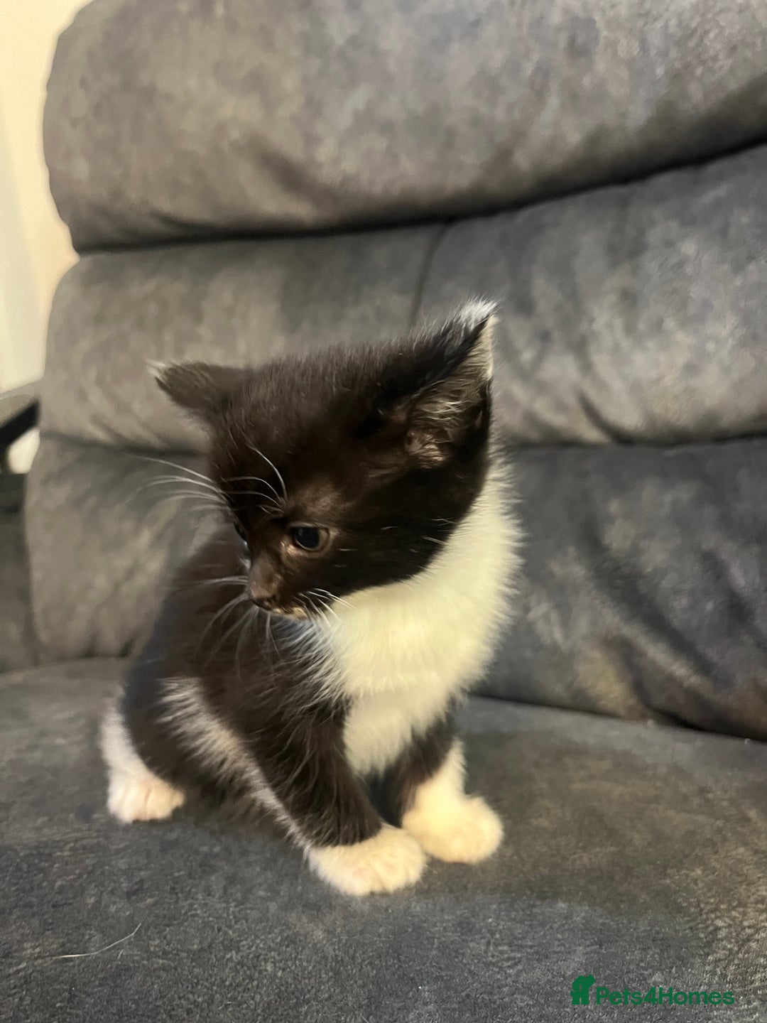 Turkish Angora cats for sale: Kittens ❤️ - Image 9
