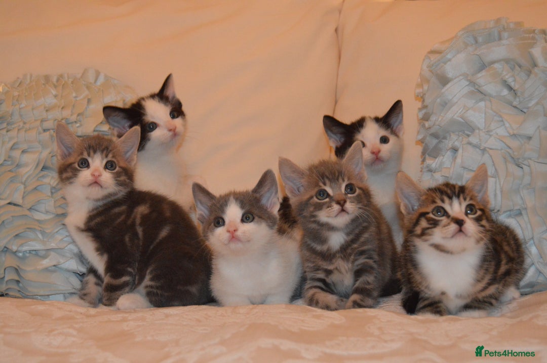 Mixed Breed cats for sale: 6 Adorable Playful Kittens for Sale - Image 2