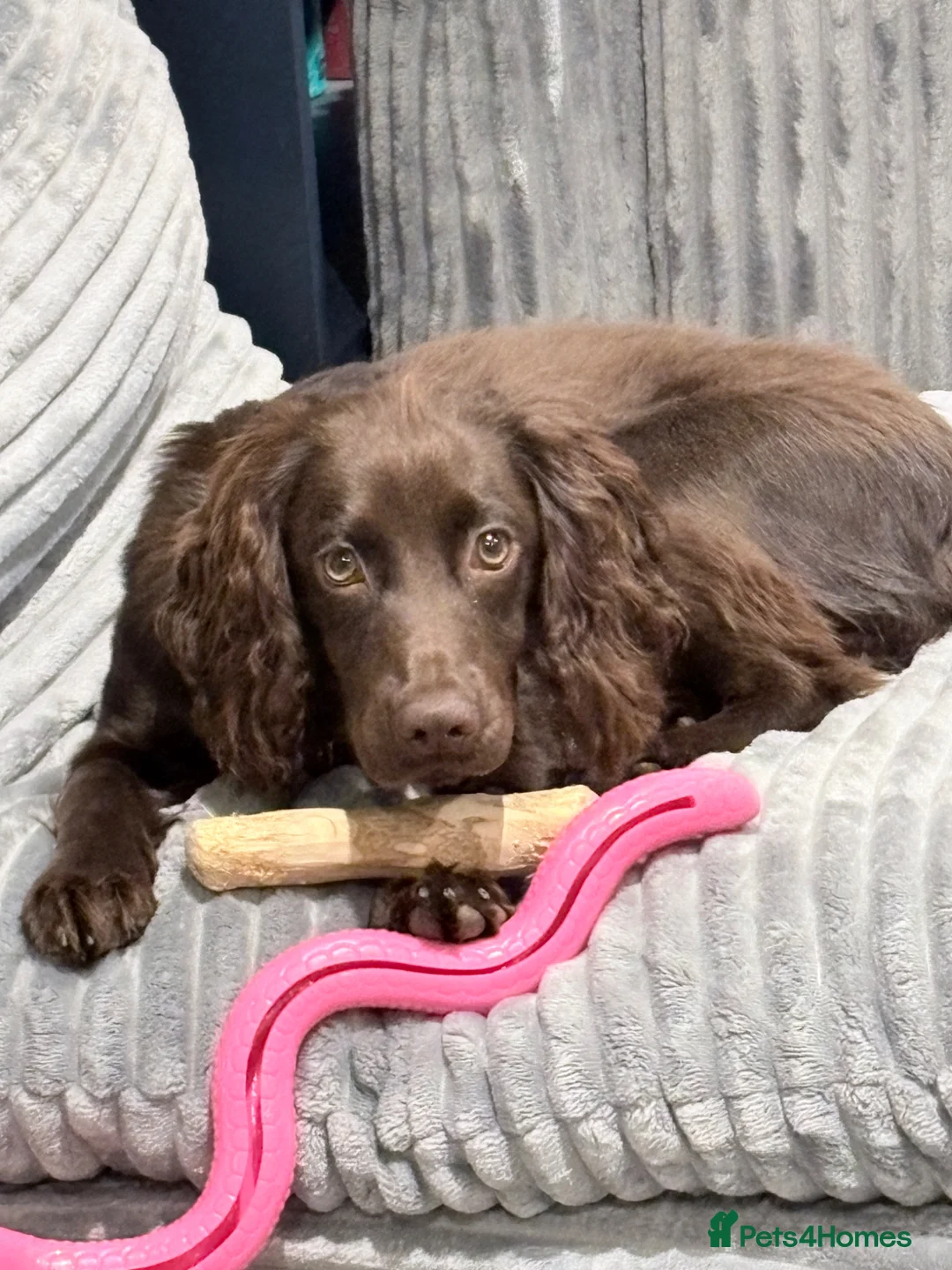 Cocker Spaniel dogs for sale: Cocker spaniel 7 month old PUP for rehome in Harrogate - Advert 4