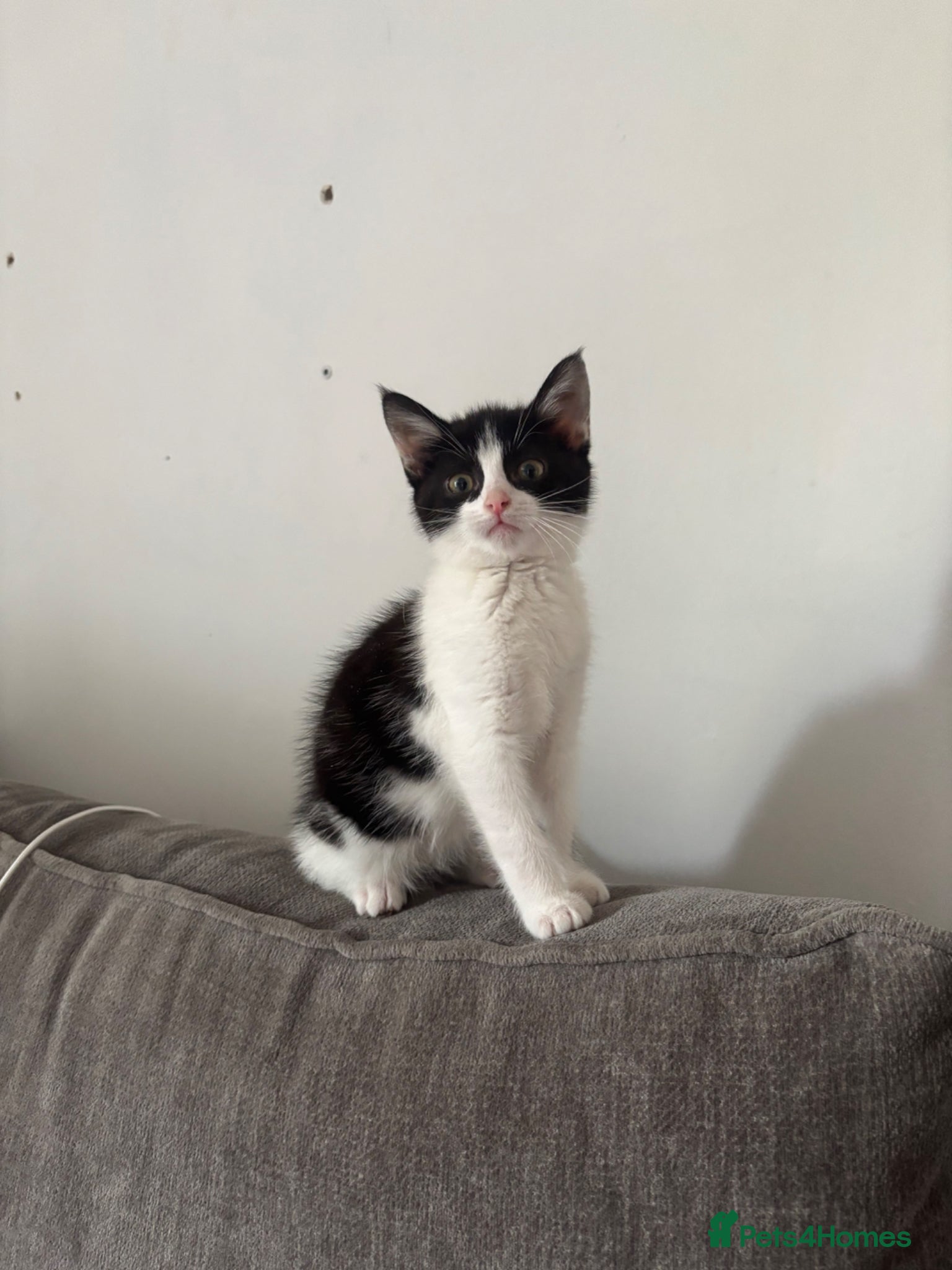 Mixed Breed cats for sale: Female kitten - Advert 2
