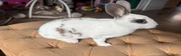 Rex rabbits for sale: 3 Baby mini Rex bunnies for sale 2 boys 1 girl  - Advert 13