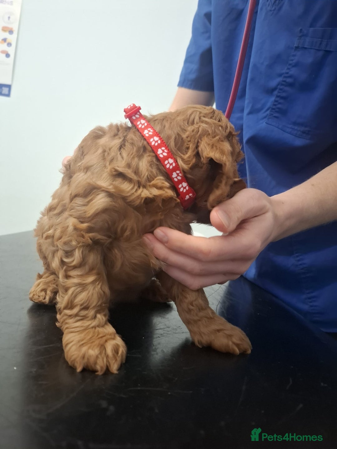 Cockapoo dogs for sale: Red cockerpoo pups  - Advert 7
