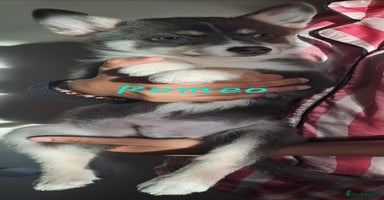 Pomsky dogs - Advert 2